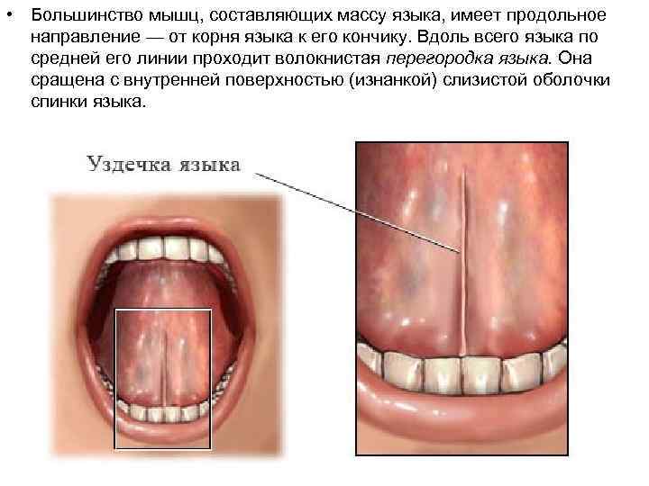  • Большинство мышц, составляющих массу языка, имеет продольное направление — от корня языка