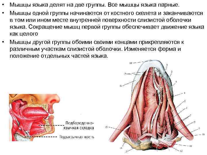 Мышцы языка анатомия картинки