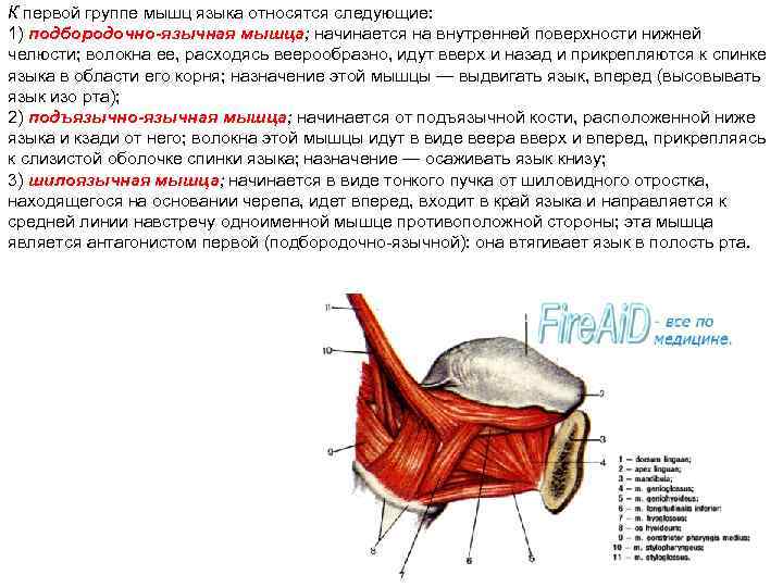 Мышцы языка анатомия картинки