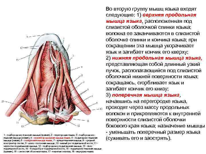 Мышцы языка