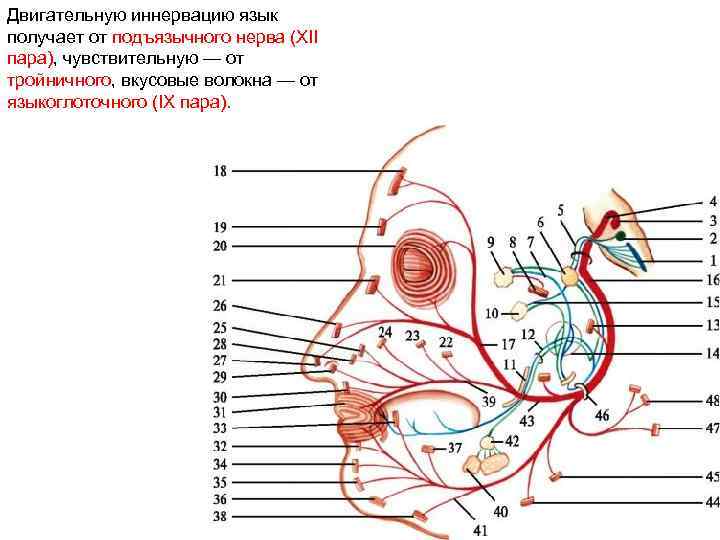 Двигательную иннервацию язык получает от подъязычного нерва (XII пара), чувствительную — от тройничного, вкусовые