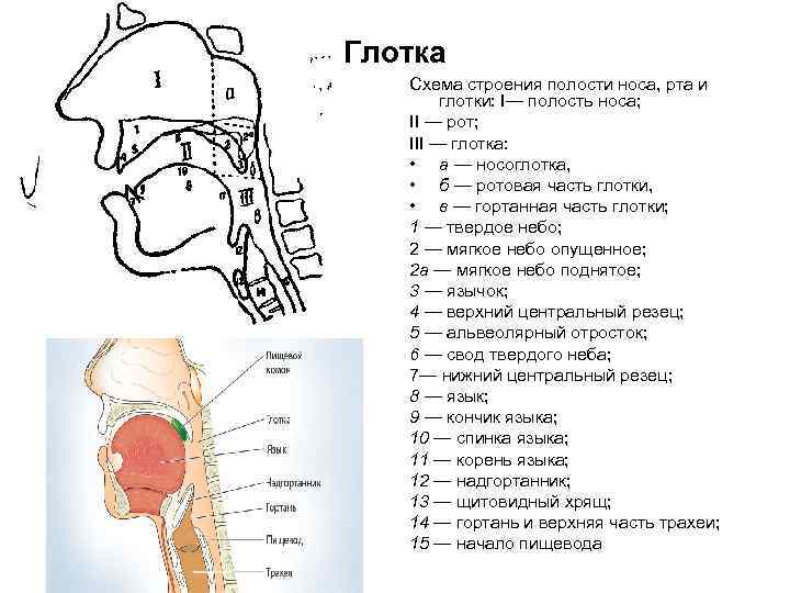 Строение ротовой полости человека схема с описанием сбоку. Строение глотки вид сбоку. Строение носа и ротовой полости. Схема строения полости носа, рта и глотки.