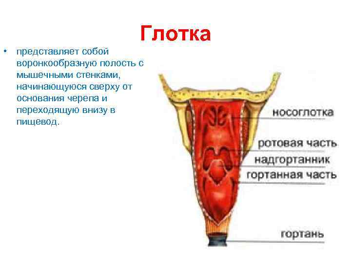 Глотка • представляет собой воронкообразную полость с мышечными стенками, начинающуюся сверху от основания черепа