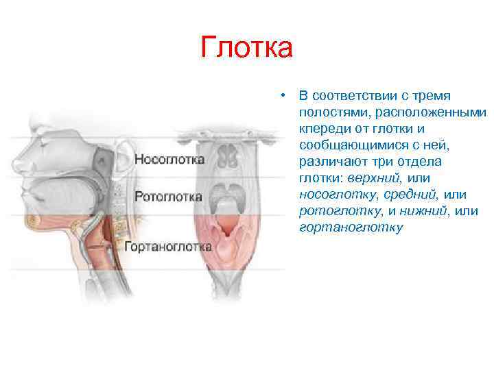 Глотка • В соответствии с тремя полостями, расположенными кпереди от глотки и сообщающимися с