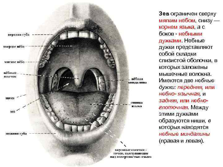 Зев ограничен сверху мягким небом, снизу — корнем языка, а с боков небными дужками.