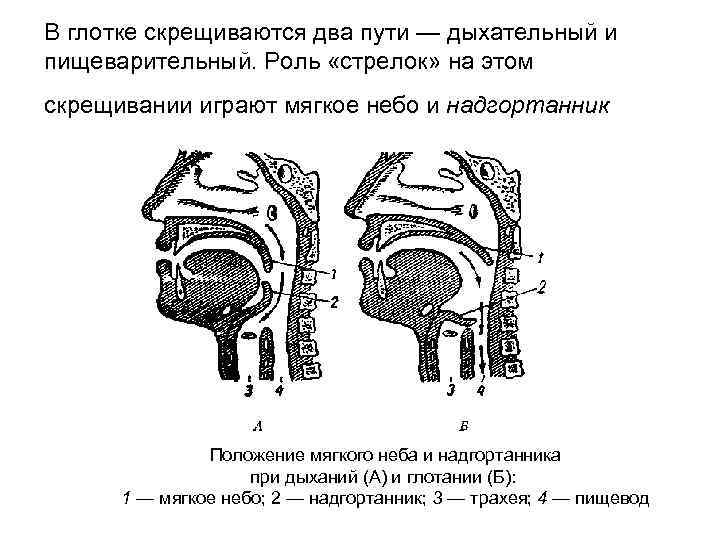 В глотке скрещиваются два пути — дыхательный и пищеварительный. Роль «стрелок» на этом скрещивании