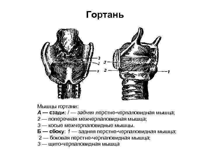 Гортань Мышцы гортани: А — сзади: / — задняя лерстне черпаловидная мышца; 2 —