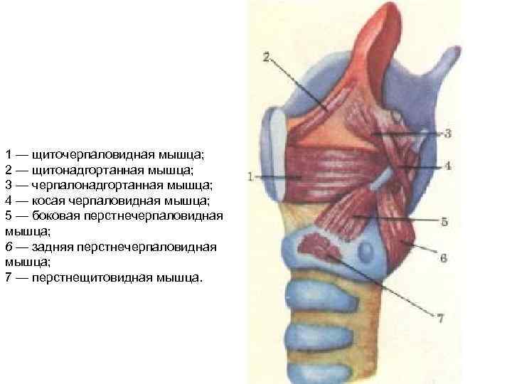 1 — щиточерпаловидная мышца; 2 — щитонадгортанная мышца; 3 — черпалонадгортанная мышца; 4 —