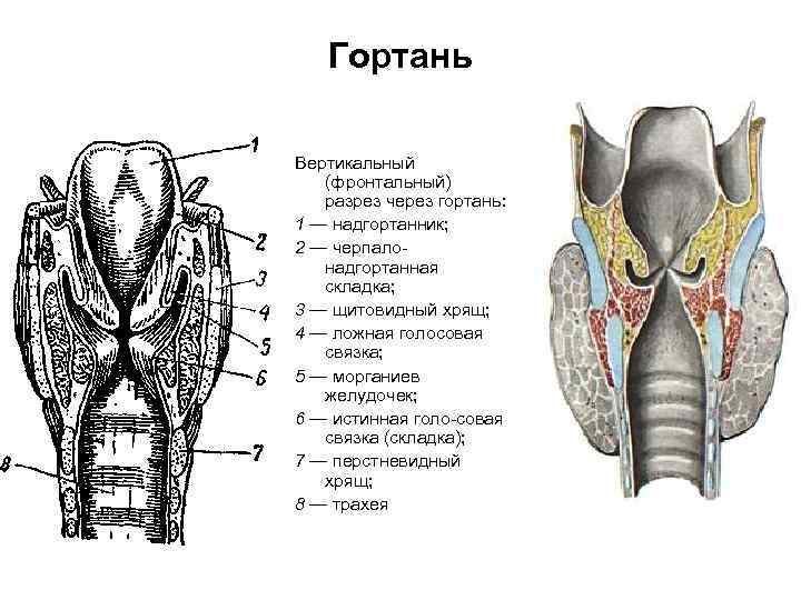 Гортань Вертикальный (фронтальный) разрез через гортань: 1 — надгортанник; 2 — черпало надгортанная складка;