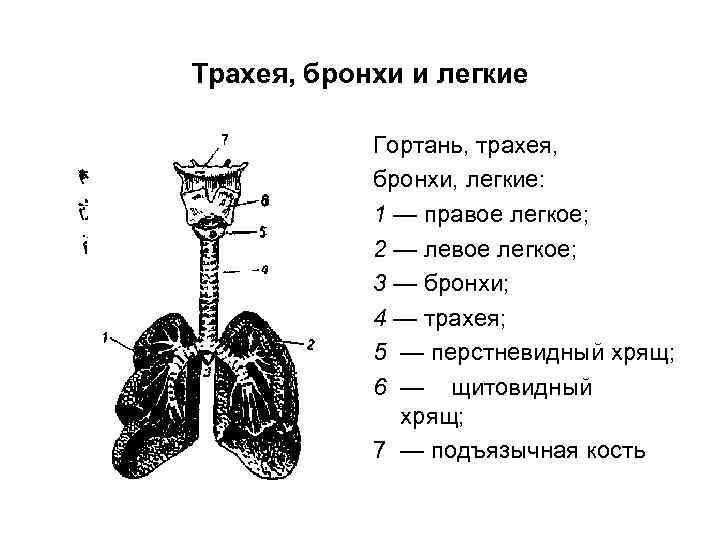 Трахея, бронхи и легкие Гортань, трахея, бронхи, легкие: 1 — правое легкое; 2 —