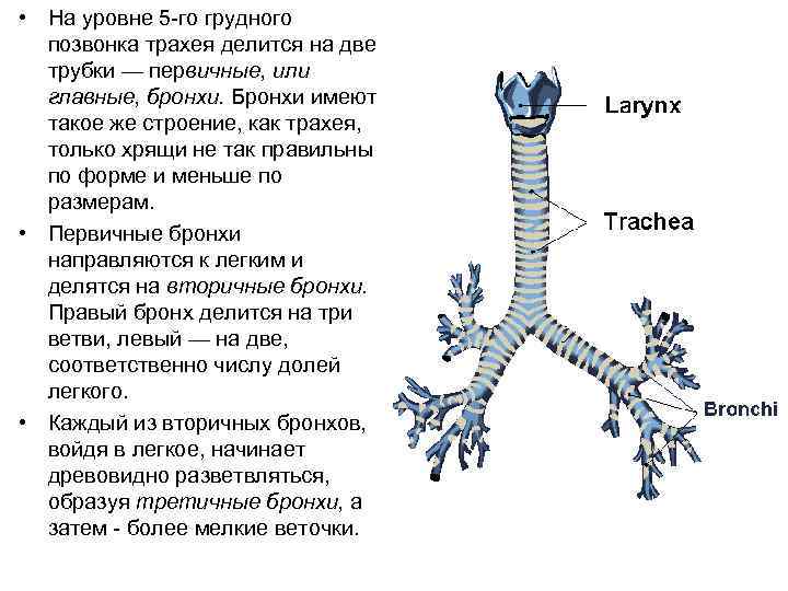  • На уровне 5 го грудного позвонка трахея делится на две трубки —