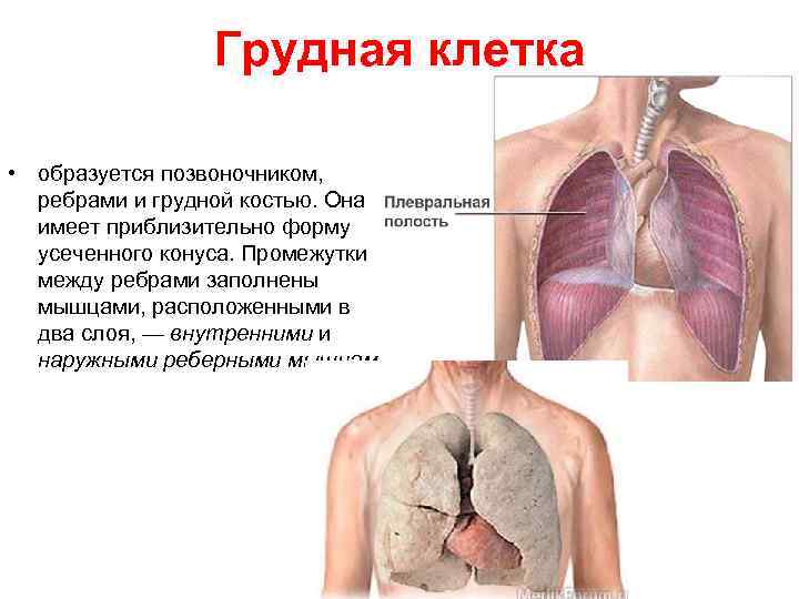 Грудная клетка • образуется позвоночником, ребрами и грудной костью. Она имеет приблизительно форму усеченного