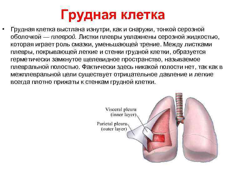Грудная клетка • Грудная клетка выстлана изнутри, как и снаружи, тонкой серозной оболочкой —