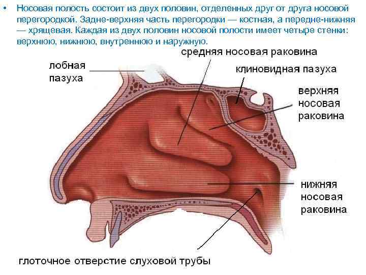 Носовые проходы строение фото