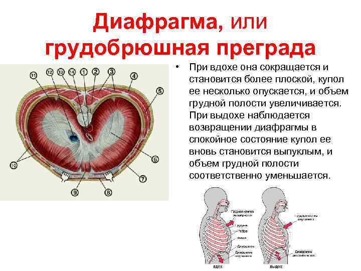 Диафрагма фото анатомия