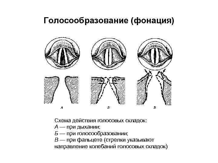 Голосообразование (фонация) Схема действия голосовых складок: А — при дыхании; Б — при голосообразовании;