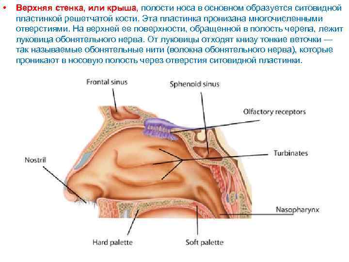  • Верхняя стенка, или крыша, полости носа в основном образуется ситовидной пластинкой решетчатой