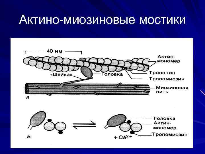 Актино-миозиновые мостики 