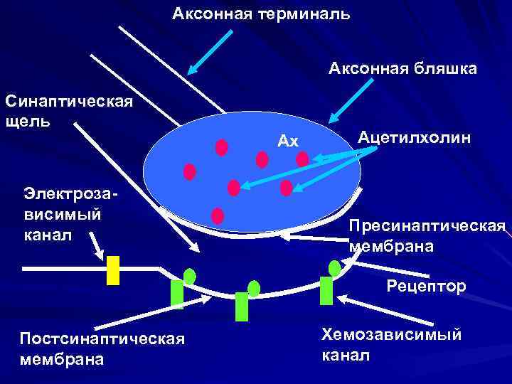 Аксонная терминаль Аксонная бляшка Синаптическая щель Ах Электрозависимый канал Ацетилхолин Пресинаптическая мембрана Рецептор Постсинаптическая