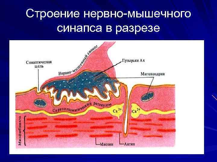 Строение нервно-мышечного синапса в разрезе 