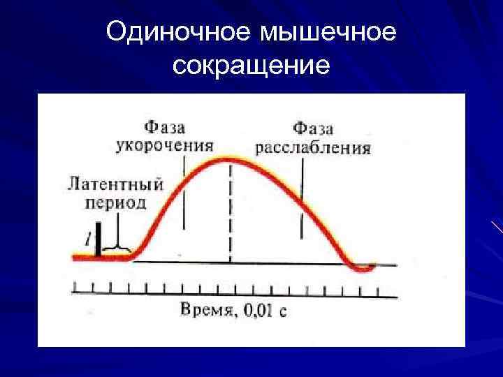 Одиночное мышечное сокращение 