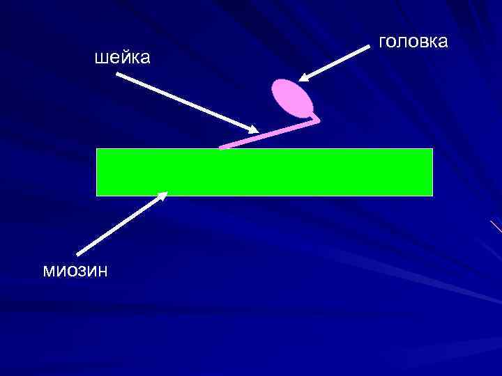 шейка миозин головка 