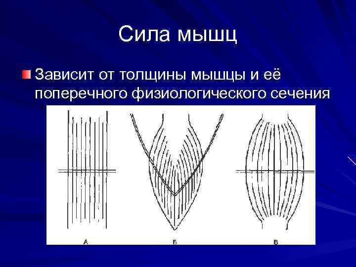 Сила мышц Зависит от толщины мышцы и её поперечного физиологического сечения 