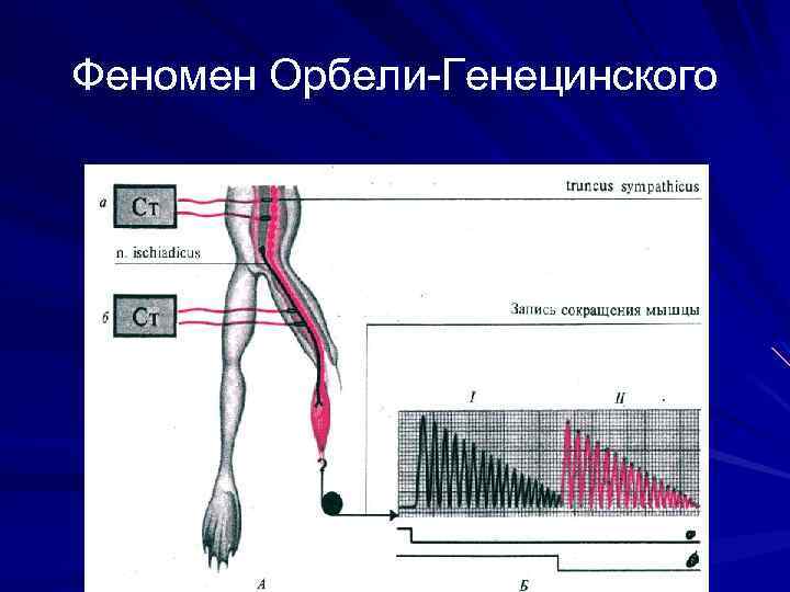 Феномен Орбели-Генецинского 