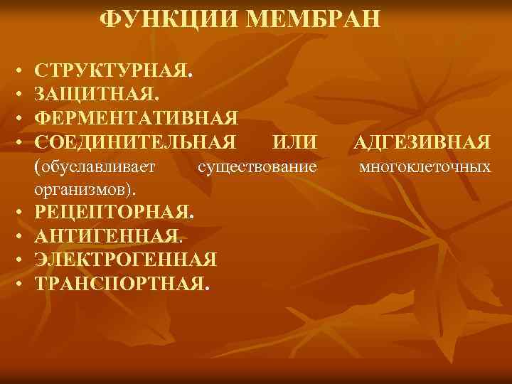 ФУНКЦИИ МЕМБРАН • • СТРУКТУРНАЯ ЗАЩИТНАЯ. ФЕРМЕНТАТИВНАЯ СОЕДИНИТЕЛЬНАЯ ИЛИ (обуславливает существование организмов). • •