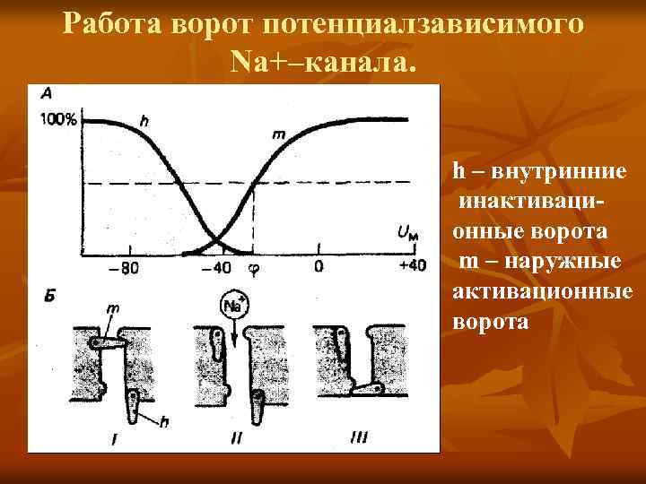 Работа ворот потенциалзависимого Na+–канала. h – внутринние инактивационные ворота m – наружные активационные ворота