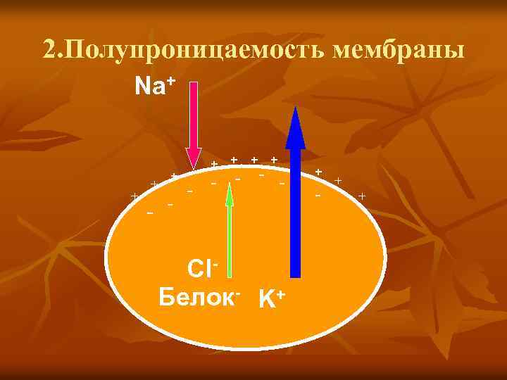 2. Полупроницаемость мембраны Na+ + + + - - - - Cl. Белок- K+