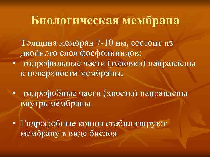 Биологическая мембрана Толщина мембран 7 -10 нм, состоит из двойного слоя фосфолипидов: • гидрофильные