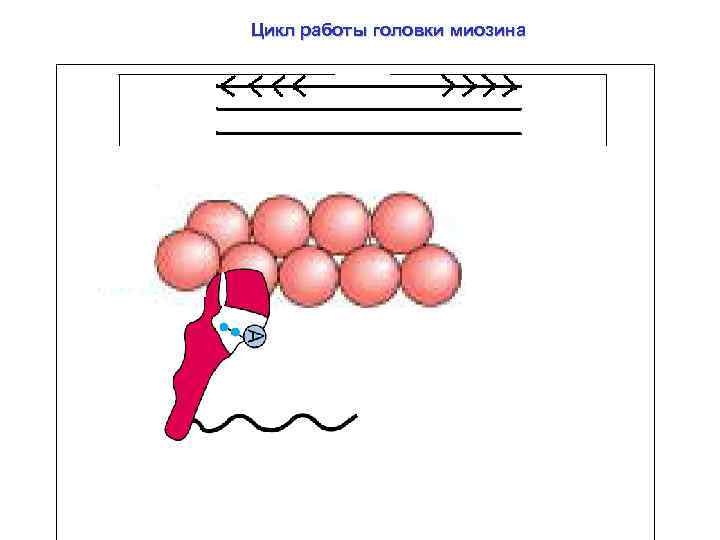 Цикл работы головки миозина 