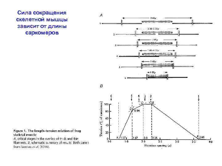 Сила сокращения скелетной мышцы зависит от длины саркомеров 