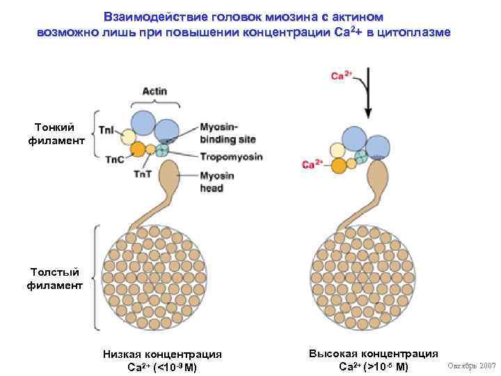 Взаимодействие головок миозина с актином возможно лишь при повышении концентрации Са 2+ в цитоплазме