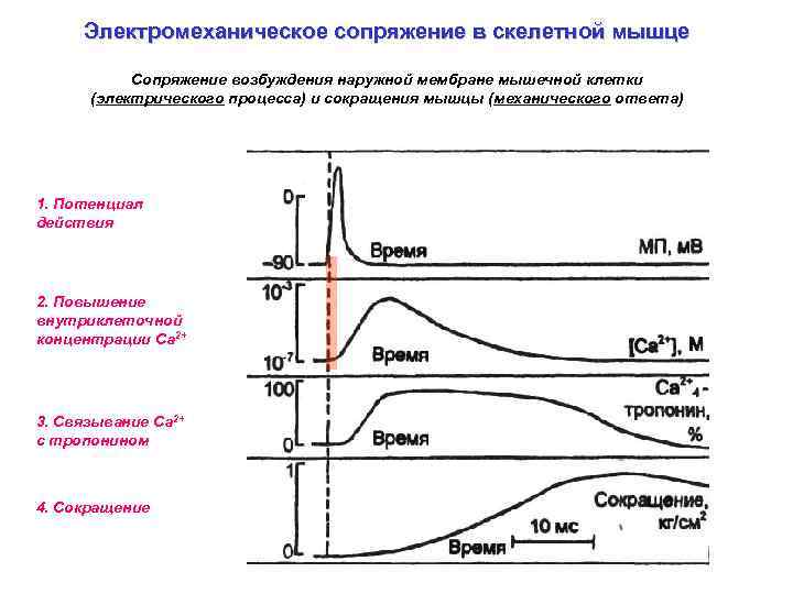 Электромеханическое сопряжение в скелетной мышце Сопряжение возбуждения наружной мембране мышечной клетки (электрического процесса) и