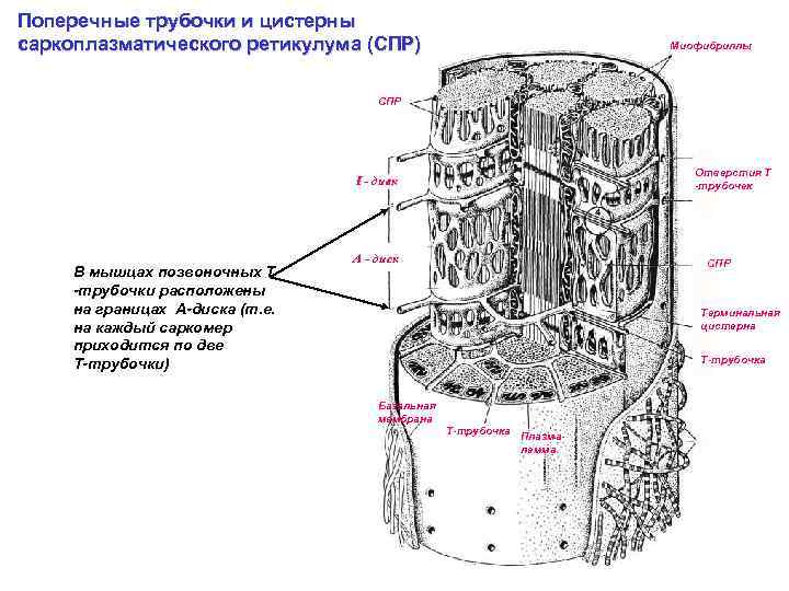 Поперечные трубочки и цистерны саркоплазматического ретикулума (СПР) Миофибриллы СПР Отверстия Т -трубочек I -