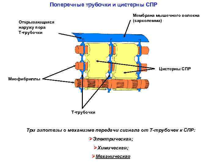 Поперечные трубочки и цистерны СПР Мембрана мышечного волокна (сарколемма) Открывающаяся наружу пора Т-трубочки Цистерны