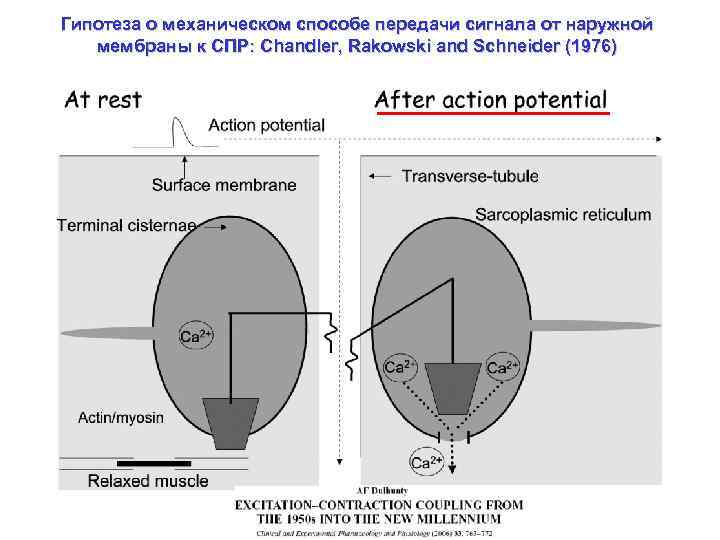 Гипотеза о механическом способе передачи сигнала от наружной мембраны к СПР: Chandler, Rakowski and