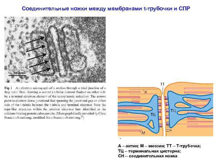 Соединительные ножки между мембранами t-трубочки и СПР А – актин; М – миозин; ТТ