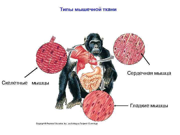 Типы мышечной ткани Сердечная мышца Скелетные мышцы Гладкие мышцы 