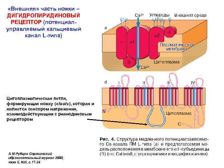  «Внешняя» часть ножки – ДИГИДРОПИРИДИНОВЫЙ РЕЦЕПТОР (потенциалуправляемый кальциевый канал L-типа) Цитоплазматическая петля, формирующая