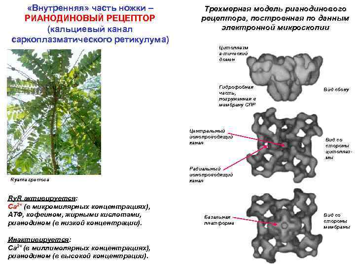  «Внутренняя» часть ножки – РИАНОДИНОВЫЙ РЕЦЕПТОР (кальциевый канал саркоплазматического ретикулума) Трехмерная модель рианодинового