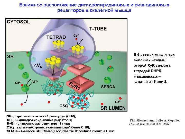 Взаимное расположение дигидропиридиновых и рианодиновых рецепторов в скелетной мышце В быстрых мышечных волокнах каждый