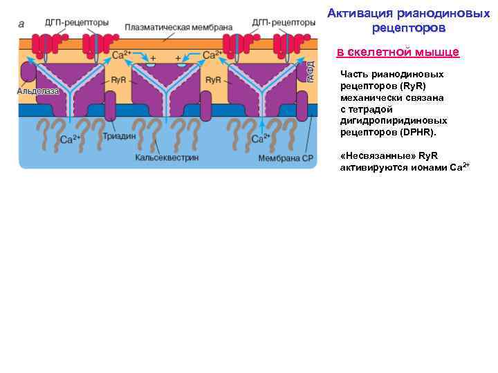 Активация рианодиновых рецепторов в скелетной мышце Часть рианодиновых рецепторов (Ry. R) механически связана с