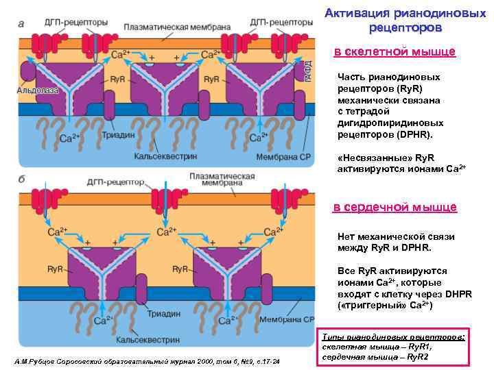 Активация рианодиновых рецепторов в скелетной мышце Часть рианодиновых рецепторов (Ry. R) механически связана с