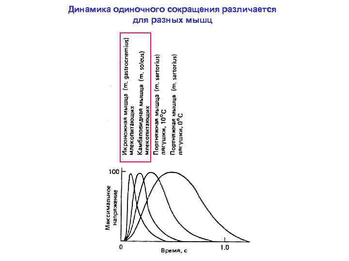 Динамика одиночного сокращения различается для разных мышц 