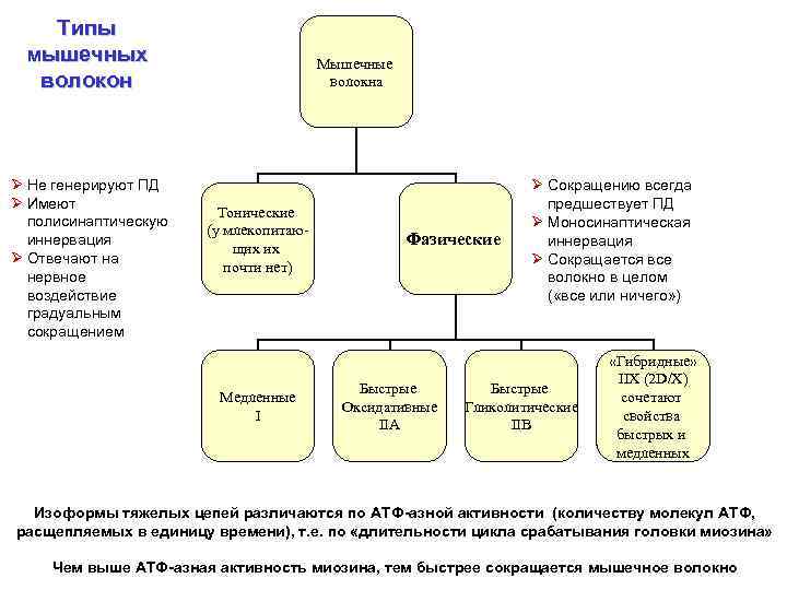 Типы мышечных волокон Ø Не генерируют ПД Ø Имеют полисинаптическую иннервация Ø Отвечают на