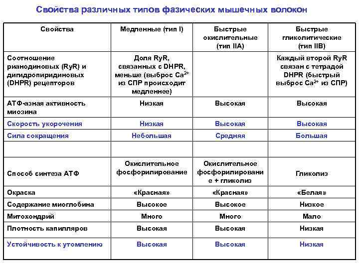 Свойства различных типов фазических мышечных волокон Свойства Медленные (тип I) Быстрые окислительные (тип IIA)