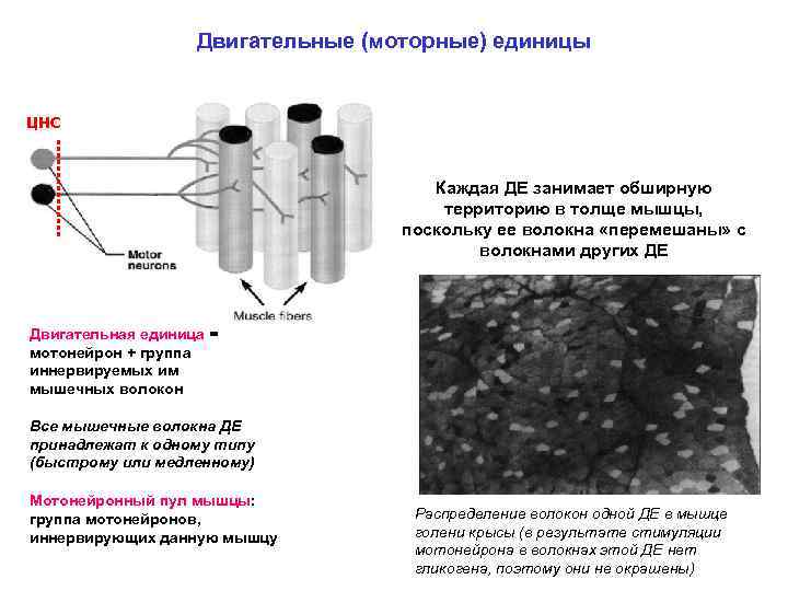 Двигательные (моторные) единицы ЦНС Каждая ДЕ занимает обширную территорию в толще мышцы, поскольку ее